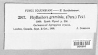 Phyllachora graminis image